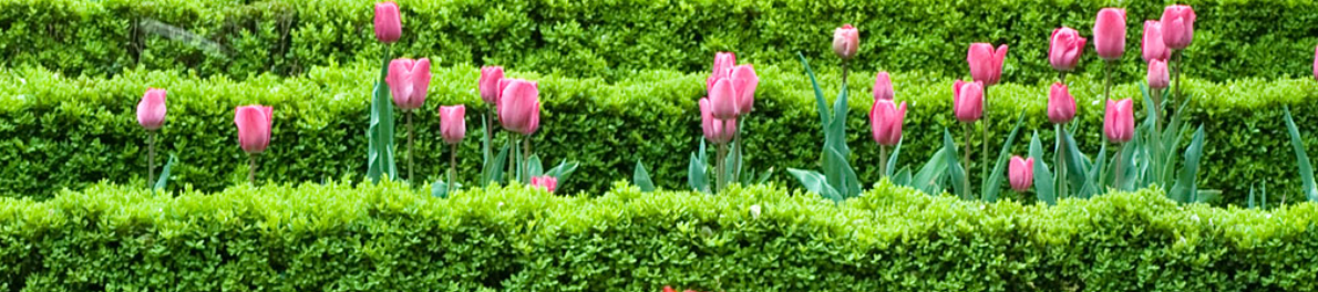 ad.jpeg